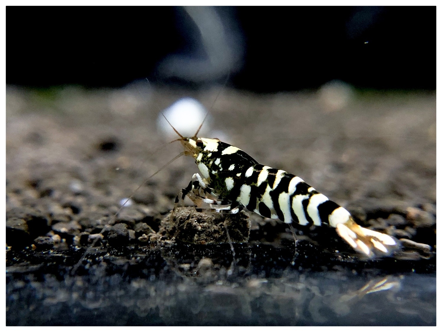 shrimp12