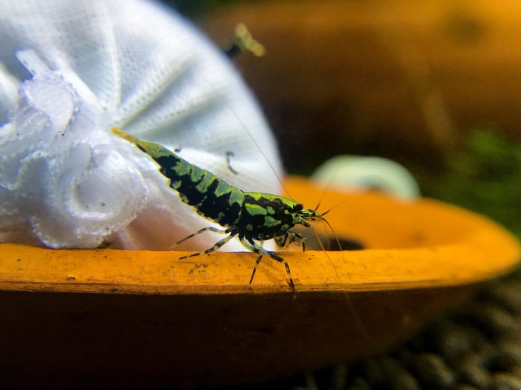 shrimp11