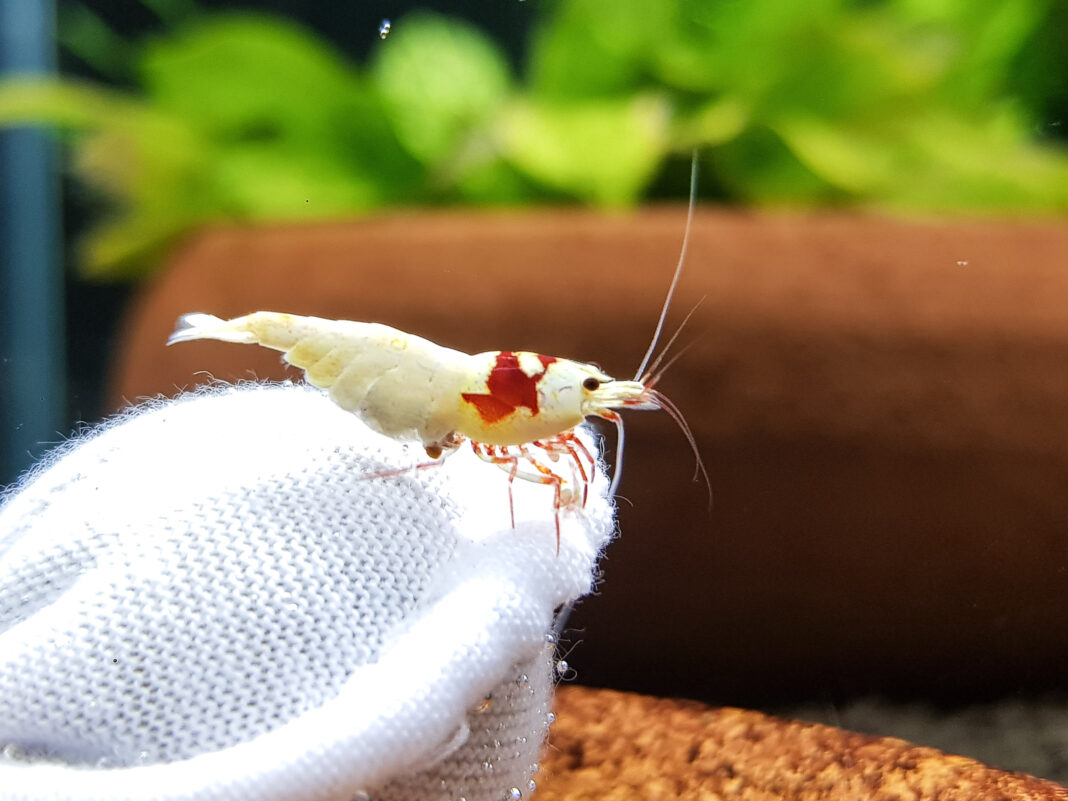 shrimp7