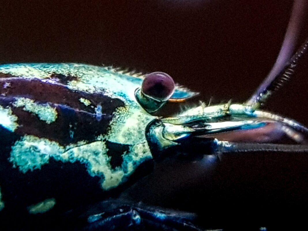 shrimp8
