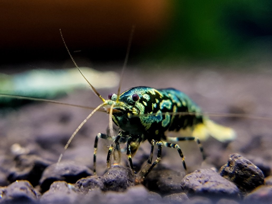 shrimp