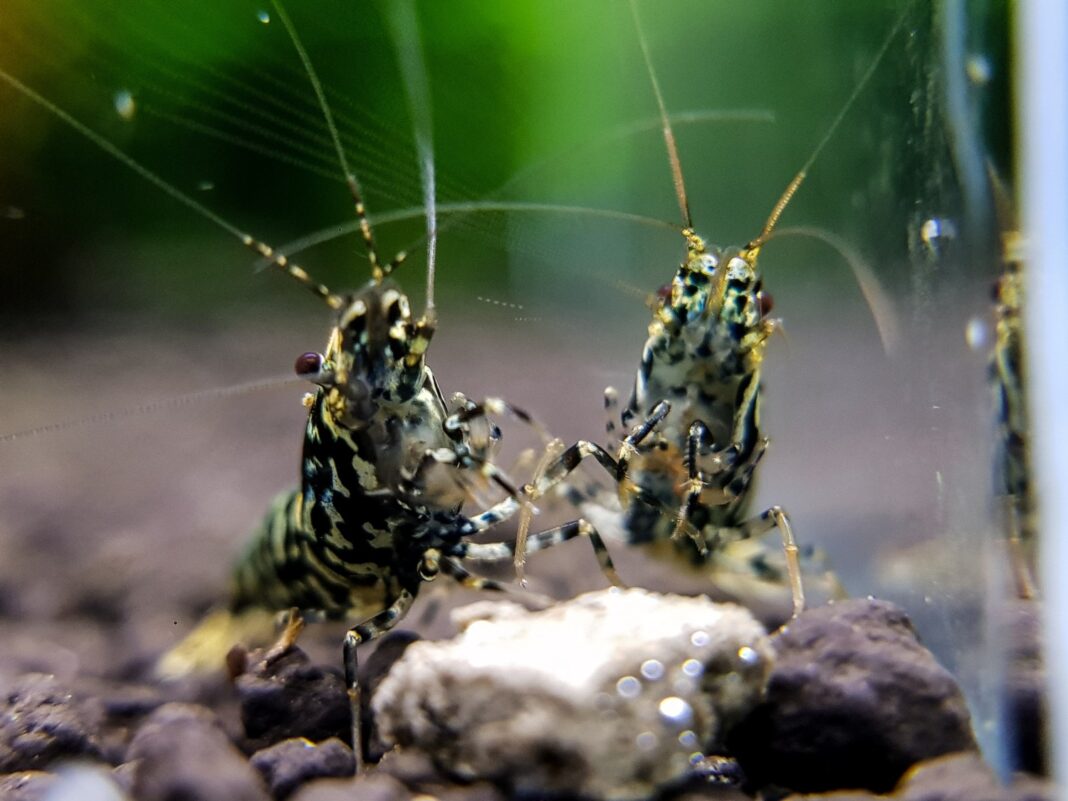 shrimp3