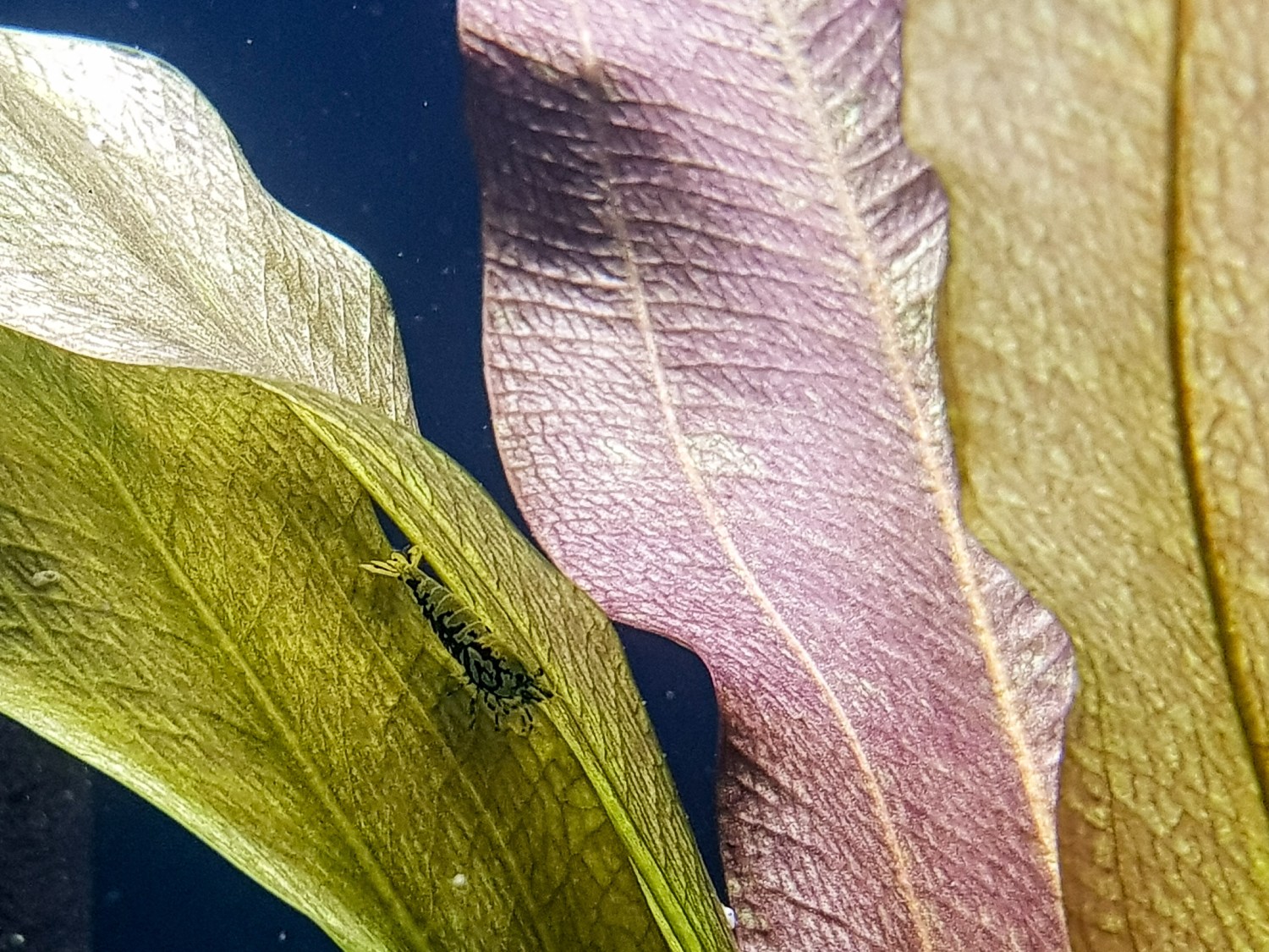 shrimp4