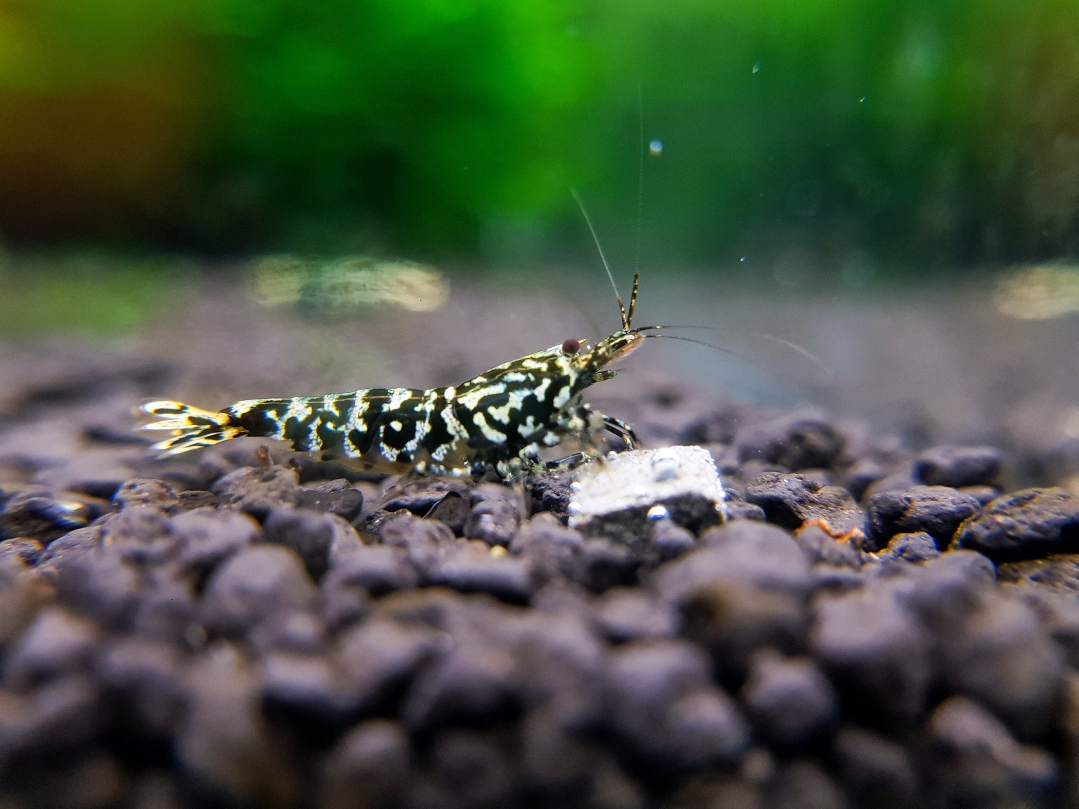 shrimp2